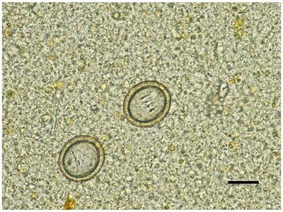 Case report: Echinococcus multilocularis infection in a dog showing gastrointestinal signs in Hokkaido, Japan